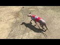 Tips on how to train your Sphynx cat to walk on a leash