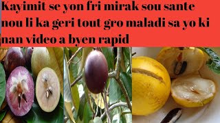 KAYiMIT SE YON FRI KI BON POU DYABÈT KOLESTERÒL DOULÈ RÈG DOULÈ RIMATISM AK LÒT TOUJOU
