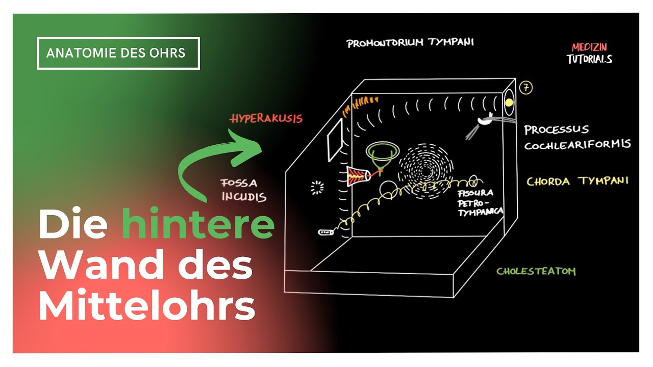 Anatomie Mittelohr – Hintere Wand, Mastoid, Stapediusre… — Transcript