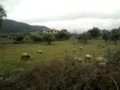 Download kemalpaşa mitingi .. koyunlara çağrı kemalpaşa mitingi .. koyunlara çağrı