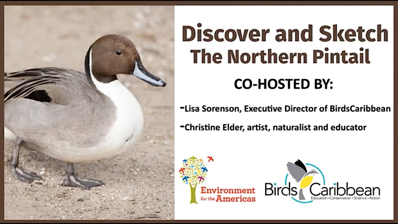 Discover and Sketch the Northern Pintail Biology