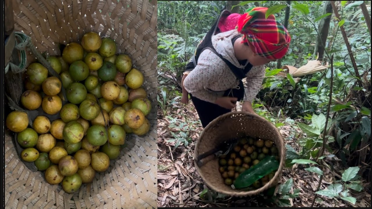 Single mother goes into the forest to pick wild mangosteens to sell ...