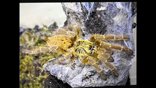Pterinochilus murinus, The OBT egg sac hatch and sling collection