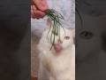 ANGORA #shorts #angora #cat #catlover #cutecat #cute #funny #love #motivation #pets #memes #animals