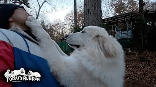 成長し息子（格下）に顔面犬パンチが入るようになったリリーです　Great Pyrenees　グレートピレニーズ