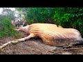 15 TERRIFYING Things Found In The Amazon! - YouTube