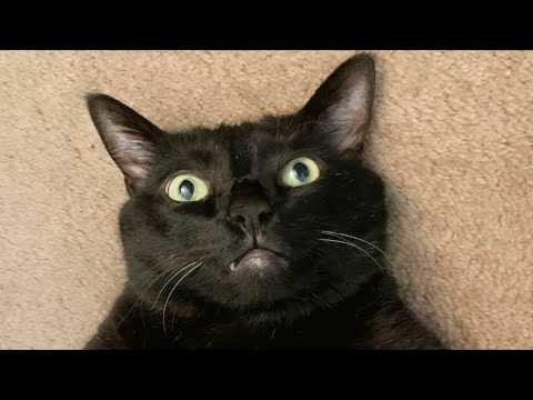 No one would adopt this black shelter cat  Then someone took a chance on him