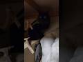 どうやって入ってん