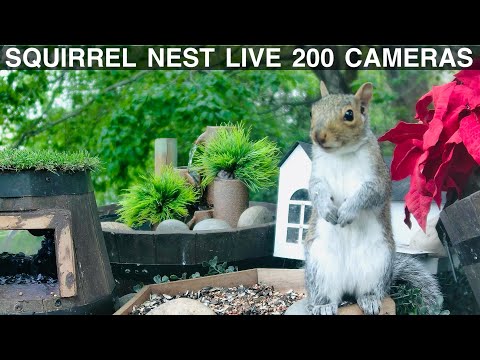 Squirrel Nest Cams