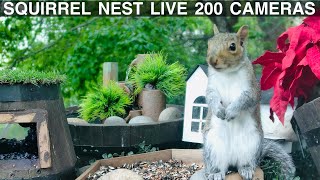 SqNest.Live 🔴24/7 200 squirrel auto-cameras live - no ads #SqNL-4of7
