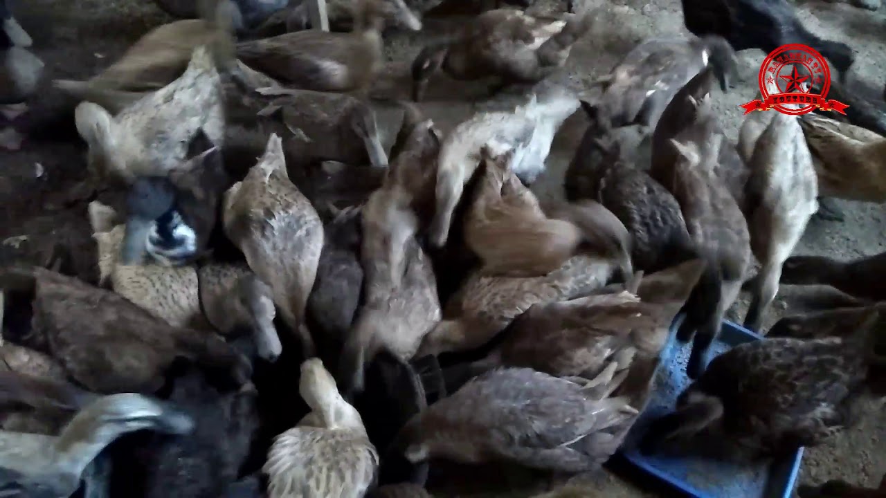 Pengusaha ternak bebek petelur 