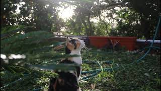 Cat Looking Upward | @Cat Bachao