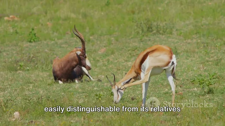 Beyond the Horizon: Exploring Somalia's Lesser-Known Wildlife
