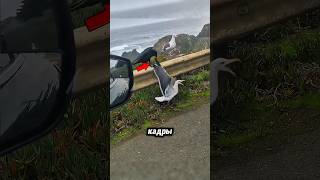 Неправильно выбрали соперника… И всё закончилось плохо 😳🔥