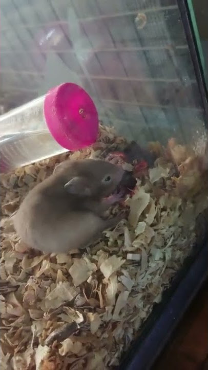 Cannibal Hamster