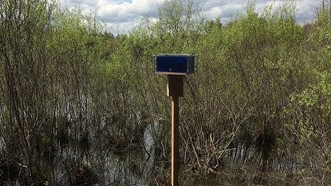 Doug Van Nort - Genetically Sonified Organisms (GSOs)