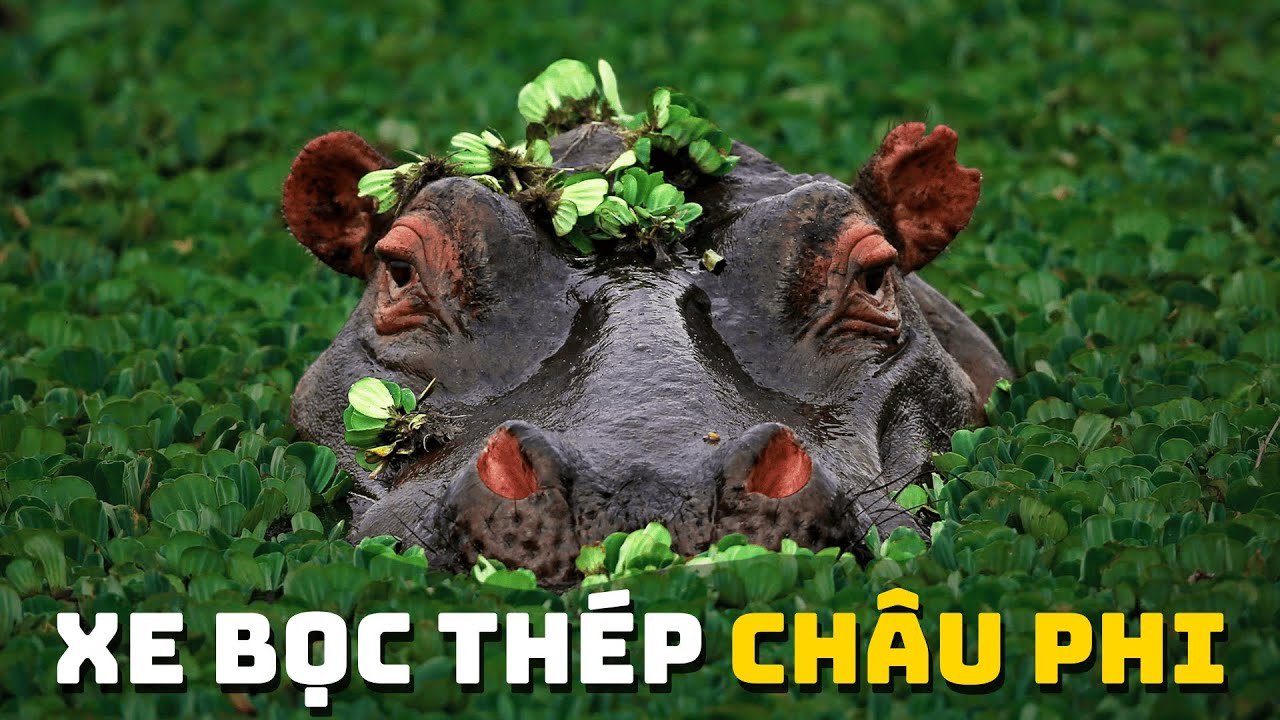 Lãnh Địa Của Hà Mã | Khám Phá Thế Giới Động Vật Hoang Dã