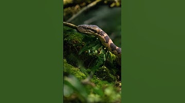 This Python’s Uncoiling Will Give You Chills 🐍 #python #snake #snakevideo #shortsfeed #wildlife