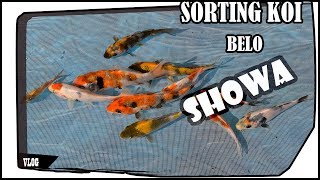 Download Koi Farm Mizumi : Sorting Belo #1 Video MP3 Koi Farm Mizumi : Sorting Belo #1
