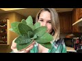 TWO WAYS TO COOK SAGE: How to Use Your Garden Sage | Harvest and Cook | Auxhart Gardening