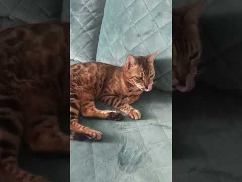 Интеллект бенгальских кошек.