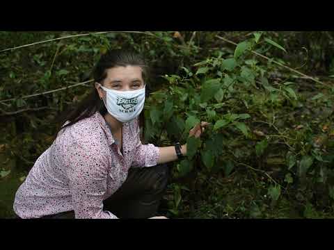 Video: Chistets (46 Fotografija): Opis Močvarnog I šumskog Stachisa, Izravni I Godišnji, Sadnja I Njega Na Otvorenom Polju