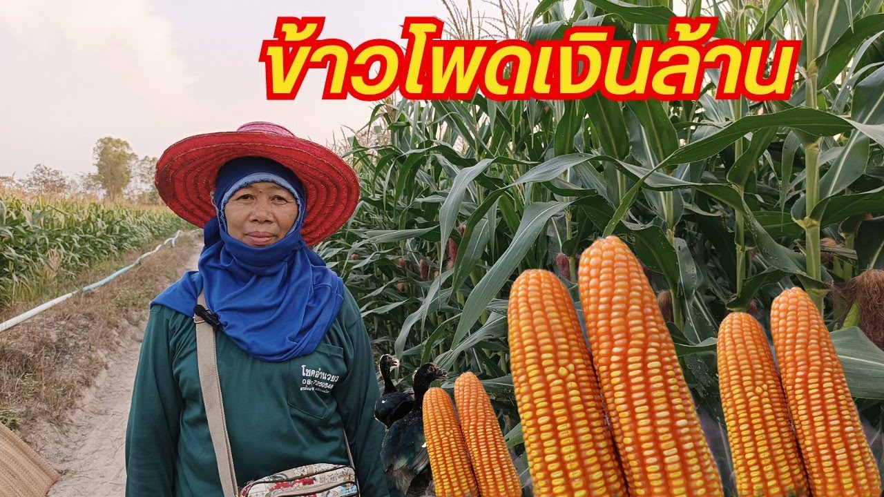 ปลูกข้าวโพดเลี้ยงสัตว์ จนได้รถเกือบ 10 คัน ปลูกยังไงให้ได้ปีละล้าน ต้องดูคุณแม่เป็นตัวอย่าง
