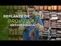 Replante de Orquídea Entouceirada