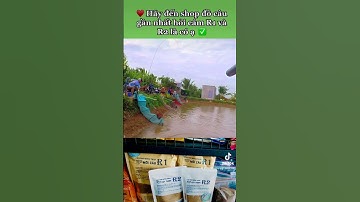 Báo cá cám R1 và R2 tại hồ câu Bờ Tây Phú Tân An Giang #cầnthủđồngtháp #mồicâu #câuđài #camr1 #camr2