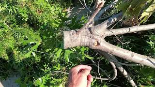 Pruning Mistakes