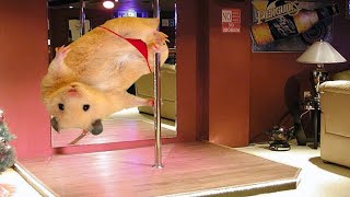 Best Dank MEME Compilation #13