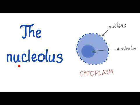 The Nucleolus (the small nucleus)