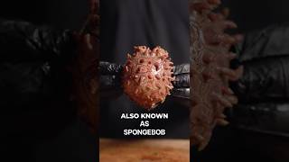 I Cooked SpongeBob