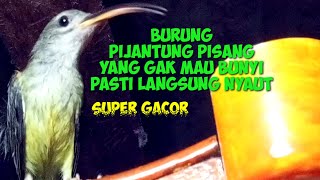 Burung pijantung pisang, yang gak mau bunyi pasti langsung nyaut.super gacor.