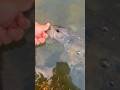 Largemouth bass #fishing 