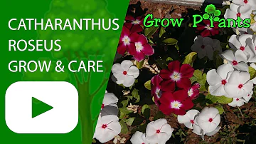 What is the use of catharanthus Roseus?