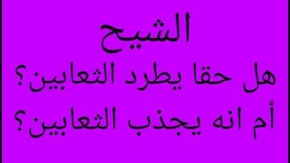 (الشيح ) هل حقا يطرد الثعابين من المكان ؟ أم أنه يجذب الثعابين الى المكان؟