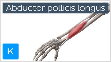 Abductor Pollicis Longus Muscle Overview  - Human Anatomy | Kenhub
