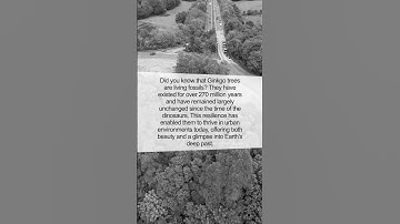 The Unbelievable World of Ginkgo Trees