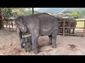 Firsrt Meet Between Baby Elephant Pee Mai And Wan Mai - EleFlix