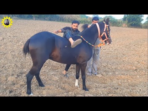 वीडियो: घोड़े को स्पेनिश में चलना कैसे सिखाएं