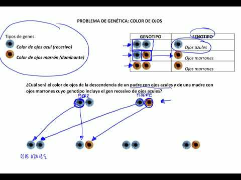 Video: ¿Los ojos azules son un genotipo?