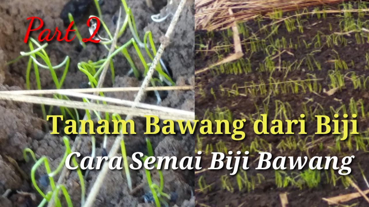 Cara Menanam Bawang Merah Dari Biji | part 2 | Budidaya Pertanian
