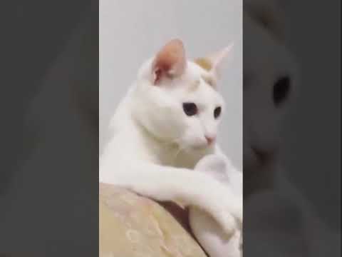 ندم انه شم الشراب