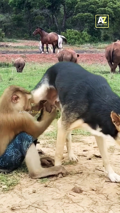 APA YANG DILAKUKAKAN MONYET TERHADAP ANJING? 😂 #funny #funnyanimals #dog