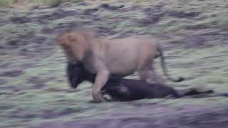 Male Lion Got a Buffalo