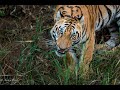 Tiger eating Grass - Rare sighting | Zari Tadoba |