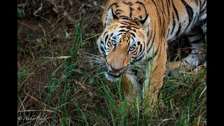 Tiger eating Grass - Rare sighting | Zari Tadoba |