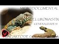 Documental - Los Uromastyxs o lagarto de cola espinosa, todas las especies.