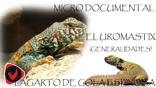 Documental - Los Uromastyxs o lagarto de cola espinosa, todas las especies.